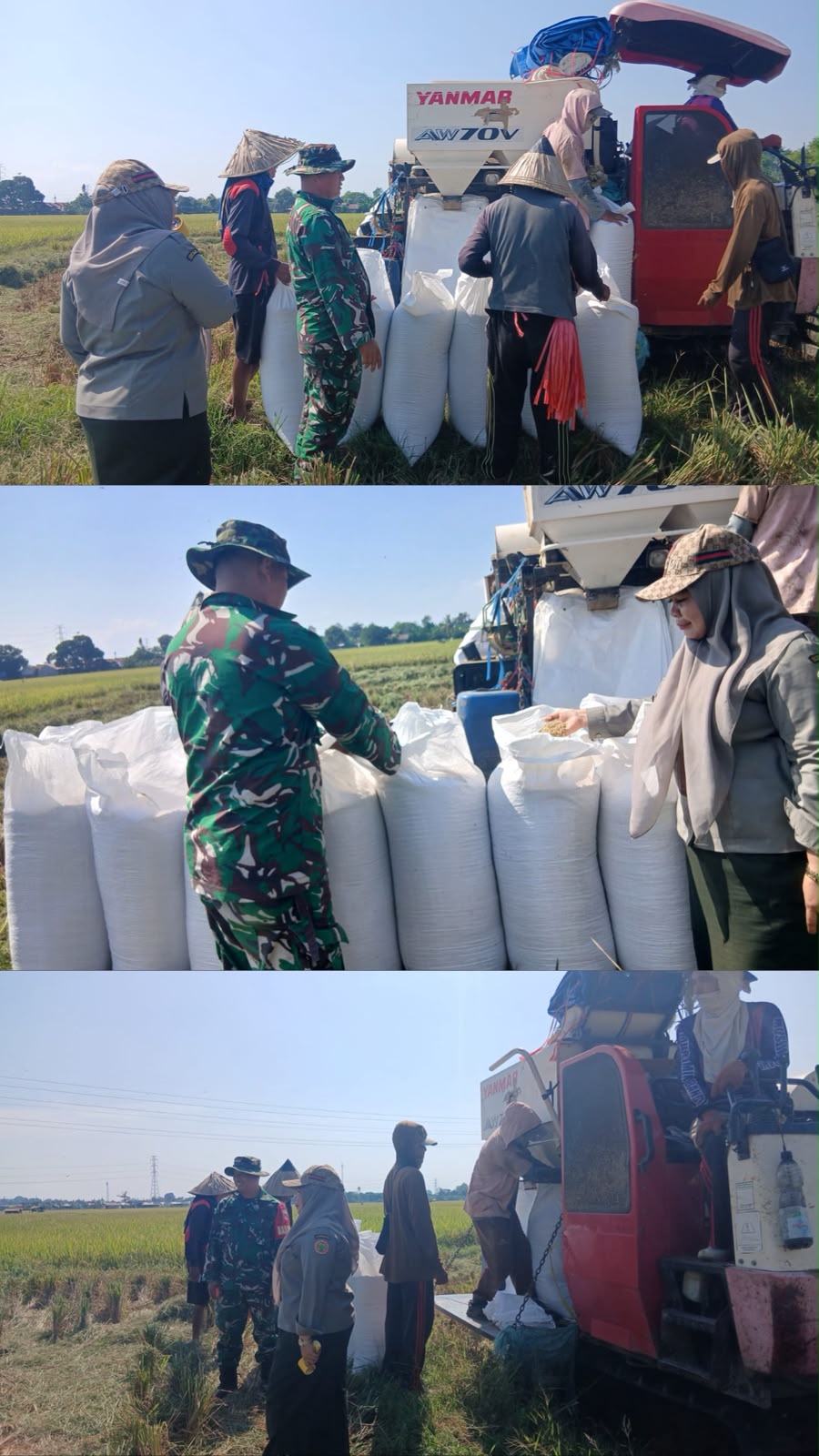 Jaga Stabilitas Pangan Daerah, Kodim 1409/Gowa Dampingi Proses Panen Padi Warga Pallangga